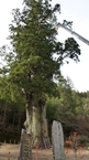 Big cedar tree of Tsukise：月瀬の大杉